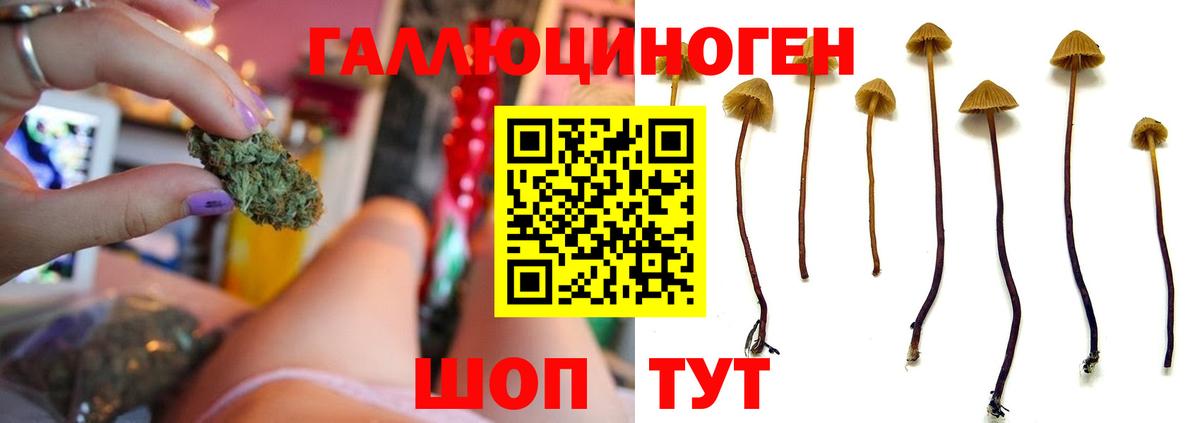Псилоцибиновые грибы Psilocybe  Вход с VPN  магазин    Асино  Галлюциногенные грибы MAGIC MUSHROOMS 